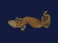 藏品(半葉趾蝎虎)的圖片